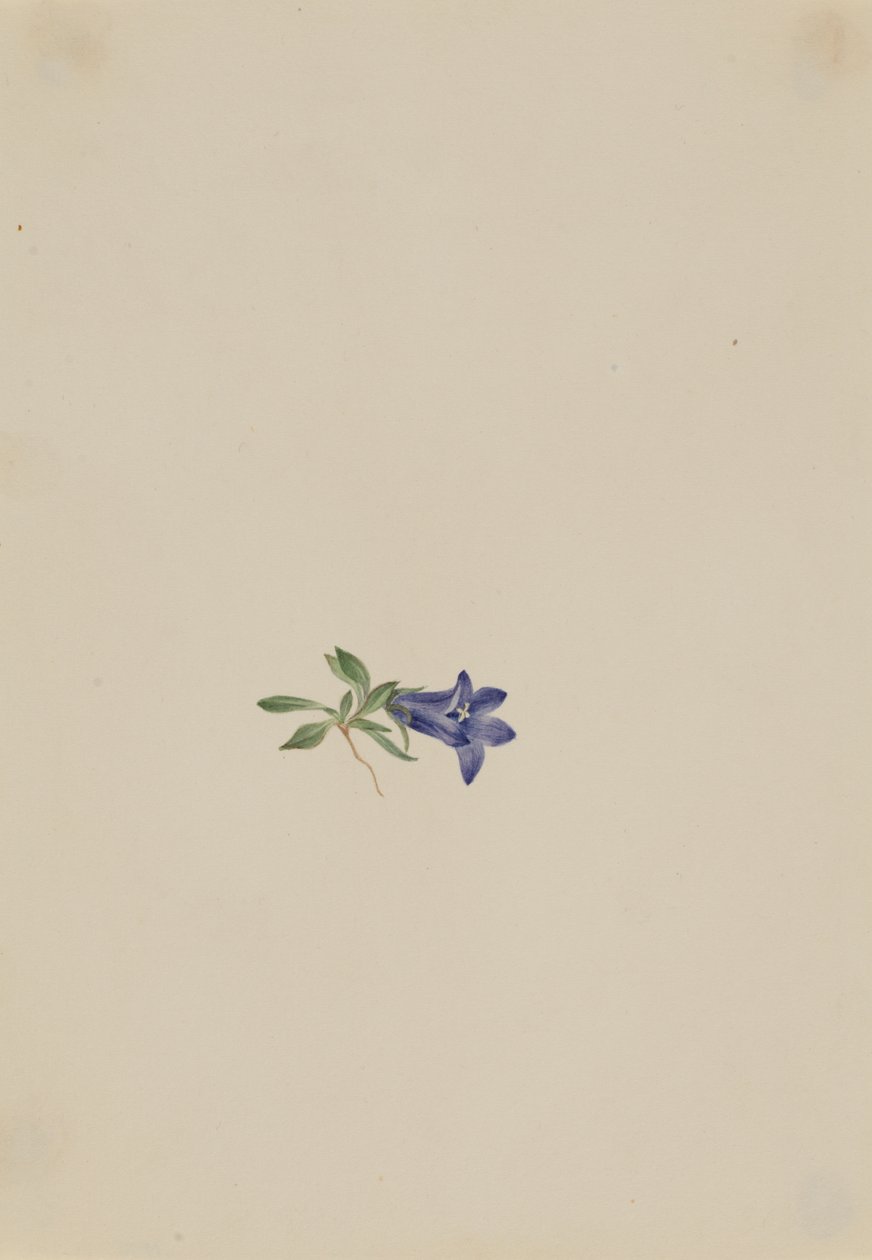 Campanula alpina Campanula lasiocarpa da Mary Vaux Walcott