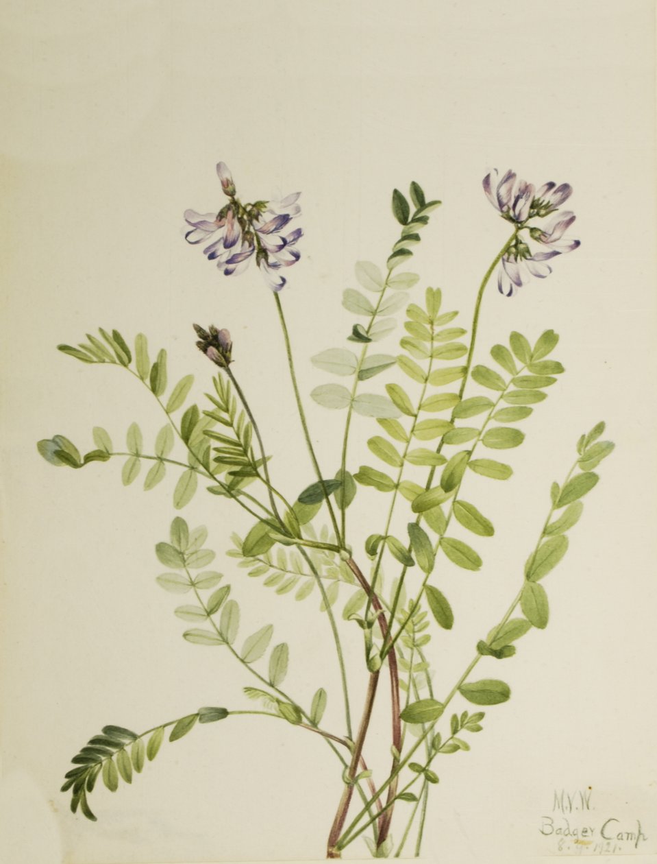 Astragalo alpino Astragalus alpinus, 1921 da Mary Vaux Walcott
