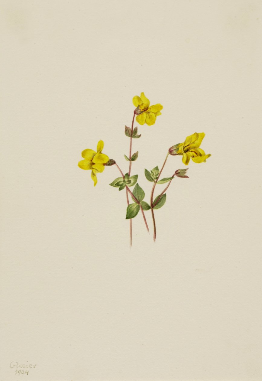 Mimulus caespitosus, 1904 da Mary Vaux Walcott