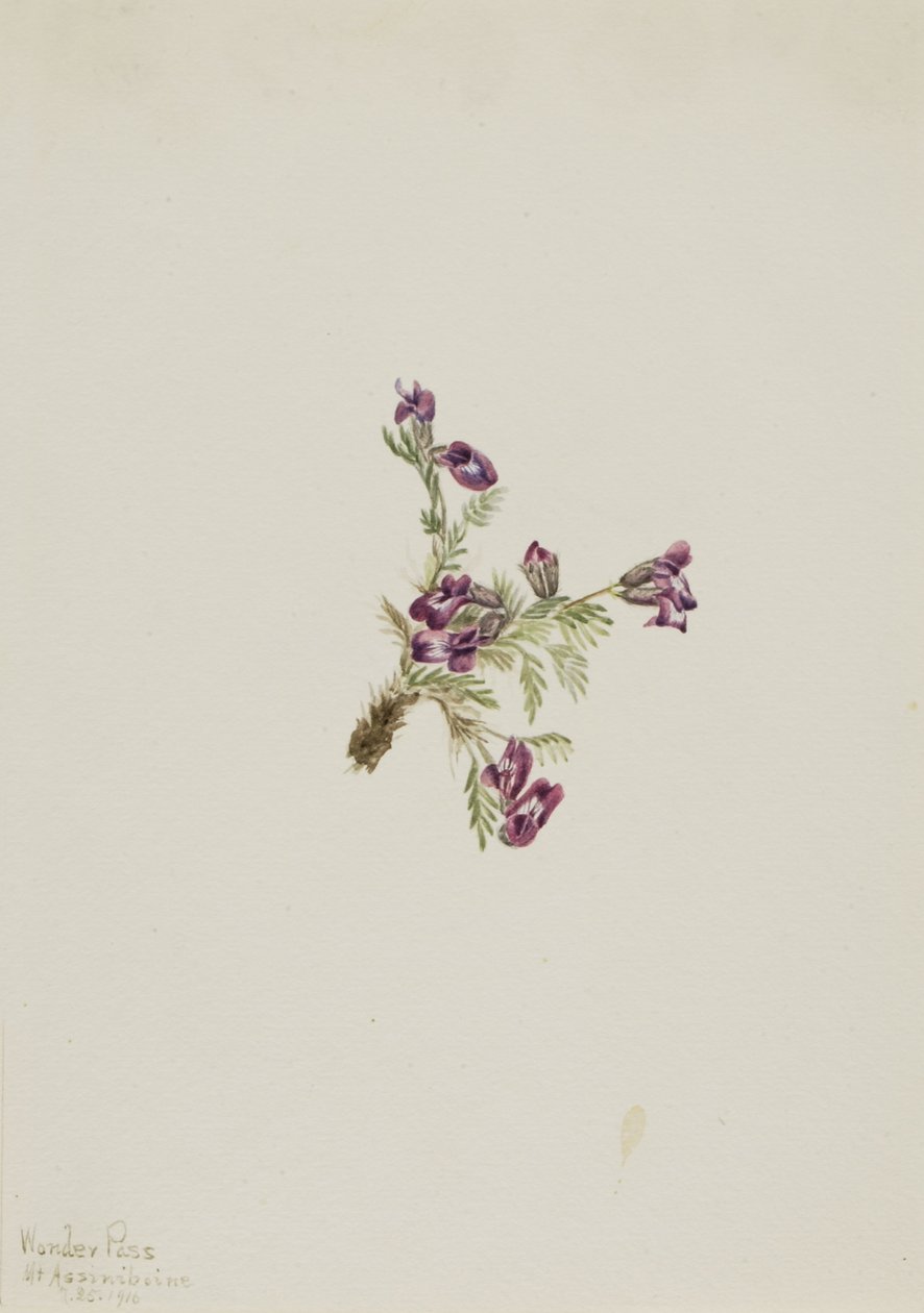 Pointvetch alpina (Oxytropis podocarpa) da Mary Vaux Walcott