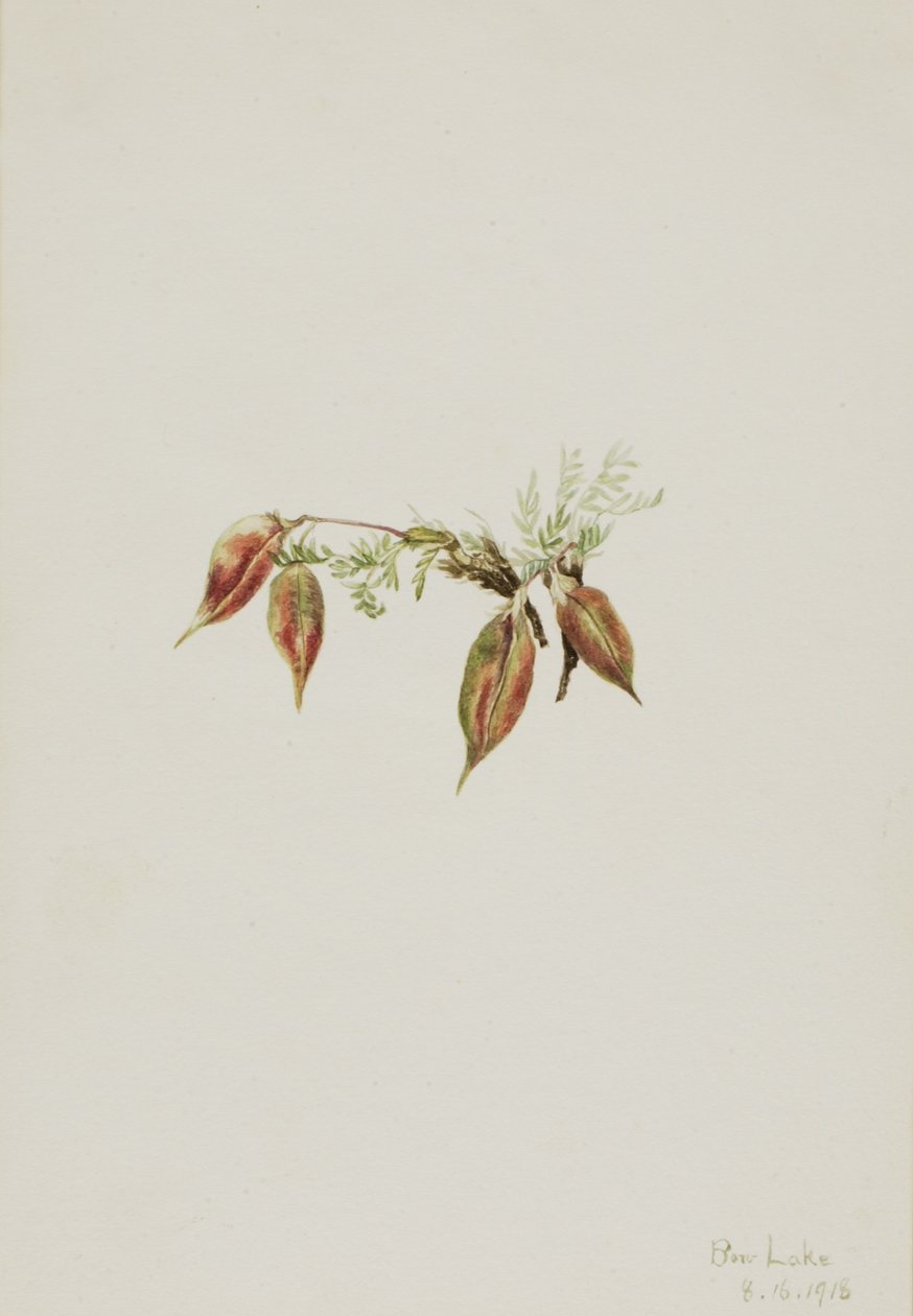 Pointvetch alpina (Oxytropis podocarpa) da Mary Vaux Walcott