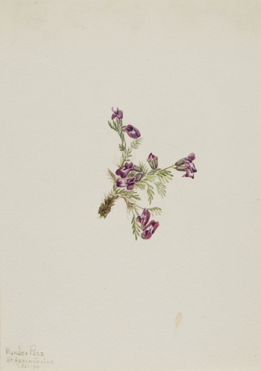 Oxytropis podocarpa da Mary Vaux Walcott