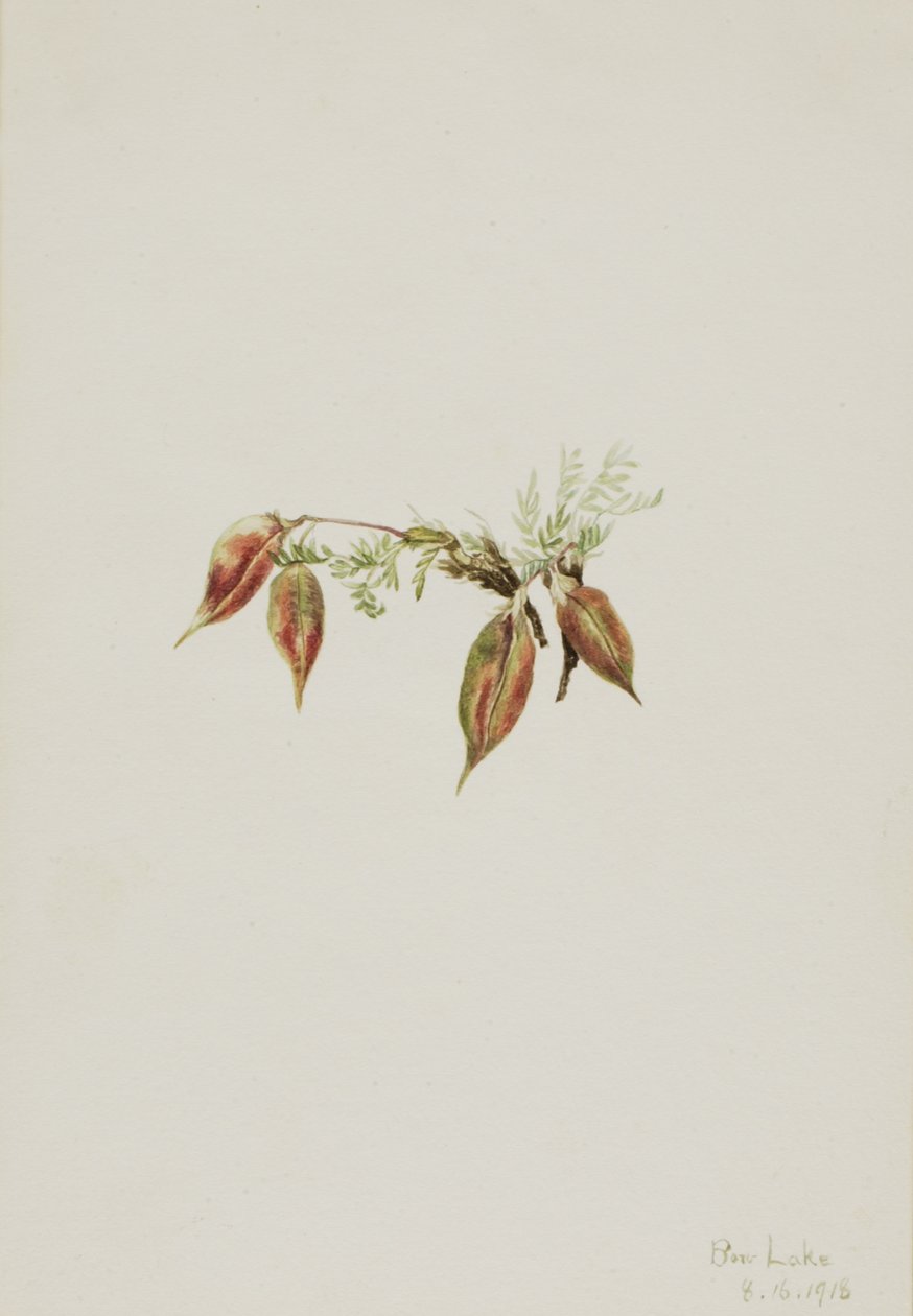 Oxytropis podocarpa alpina da Mary Vaux Walcott