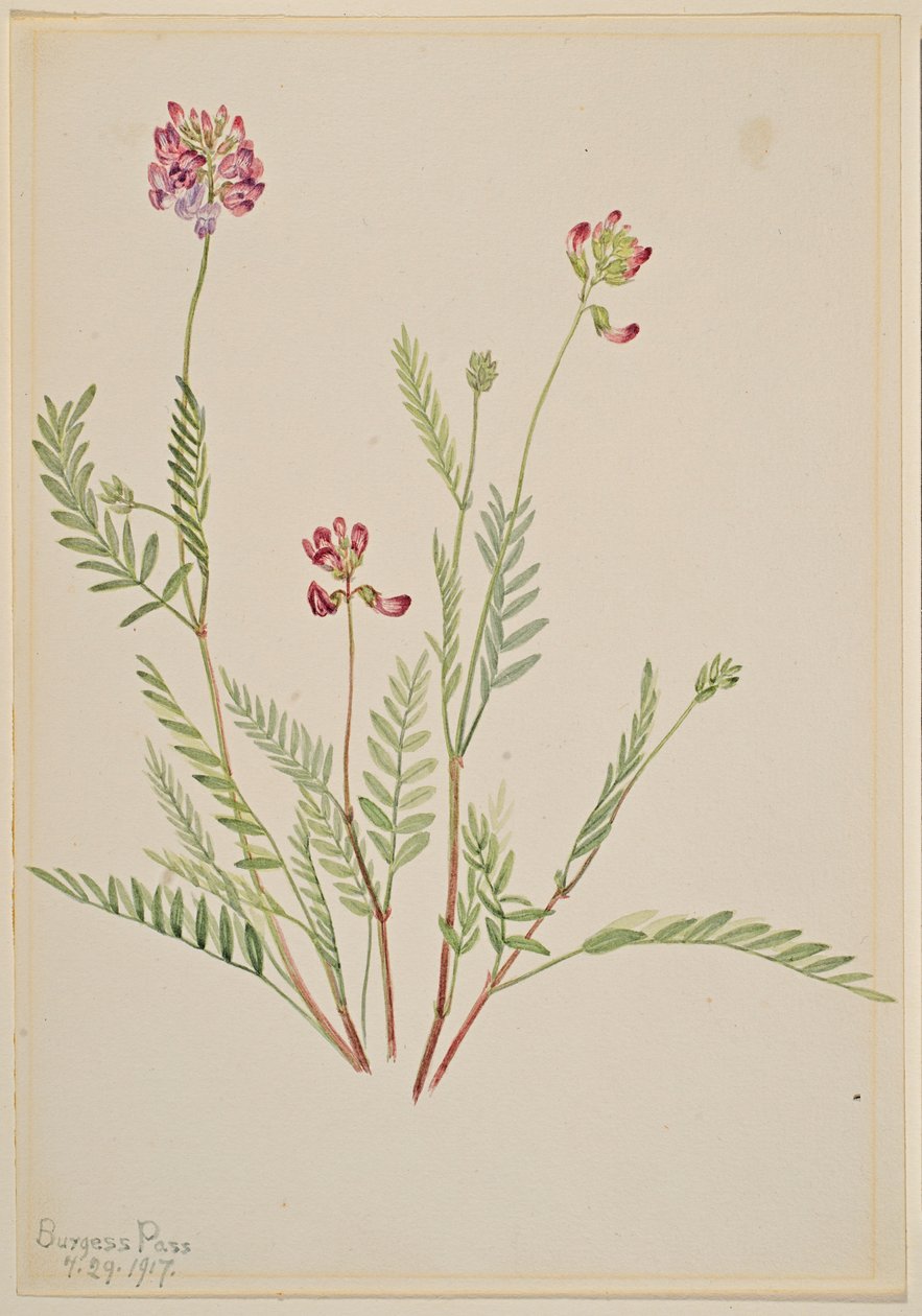 Veccia alpina (Astragalus bourgovii) da Mary Vaux Walcott