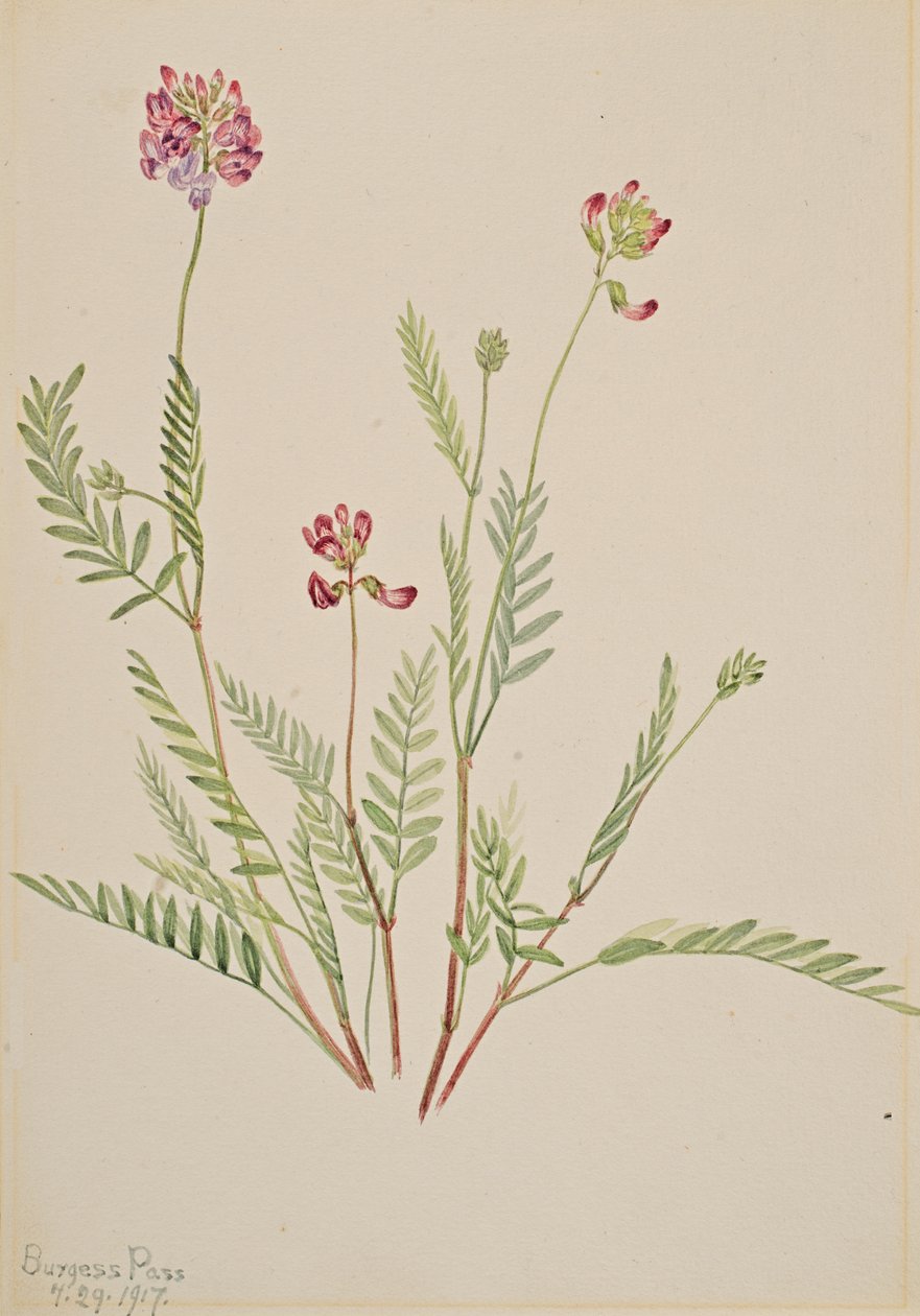 Veccia alpina Astragalus bourgovii, 1917 da Mary Vaux Walcott