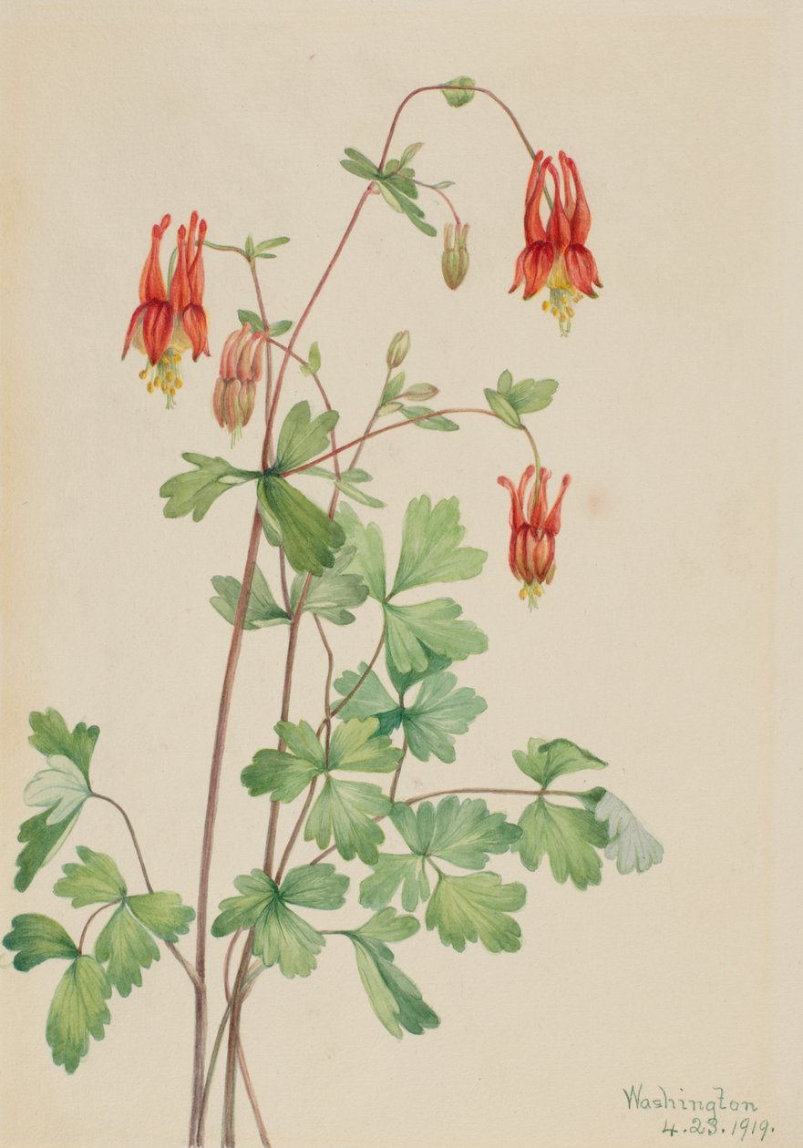 Colombina americana Aquilegia canadensis, 1919 da Mary Vaux Walcott