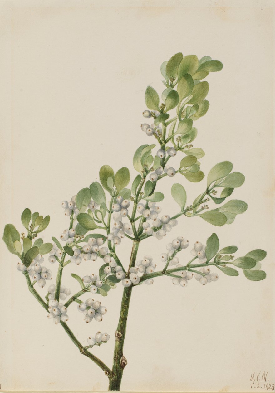 Vischio americano (Phoradendron flavescens) da Mary Vaux Walcott