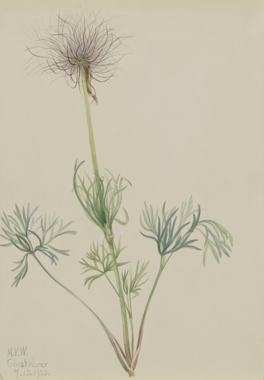 American Pasqueflower (Pulsatilla ludoviciana) da Mary Vaux Walcott