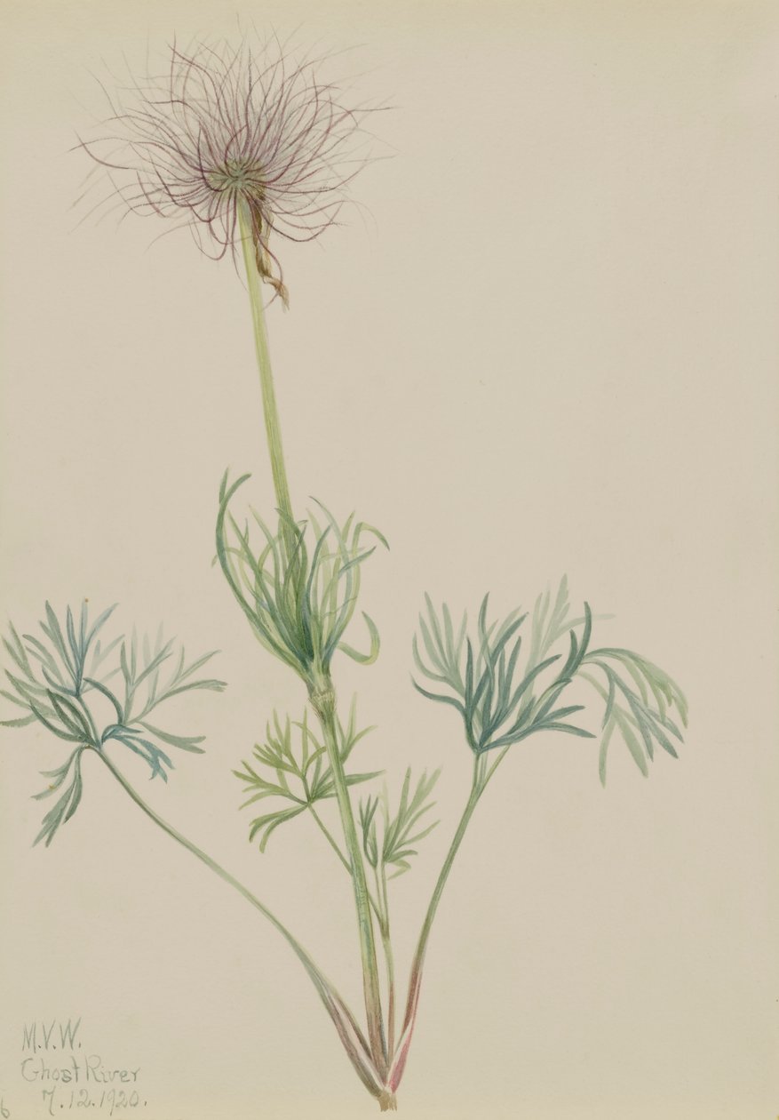 Pasqueflower americana Pulsatilla ludoviciana da Mary Vaux Walcott