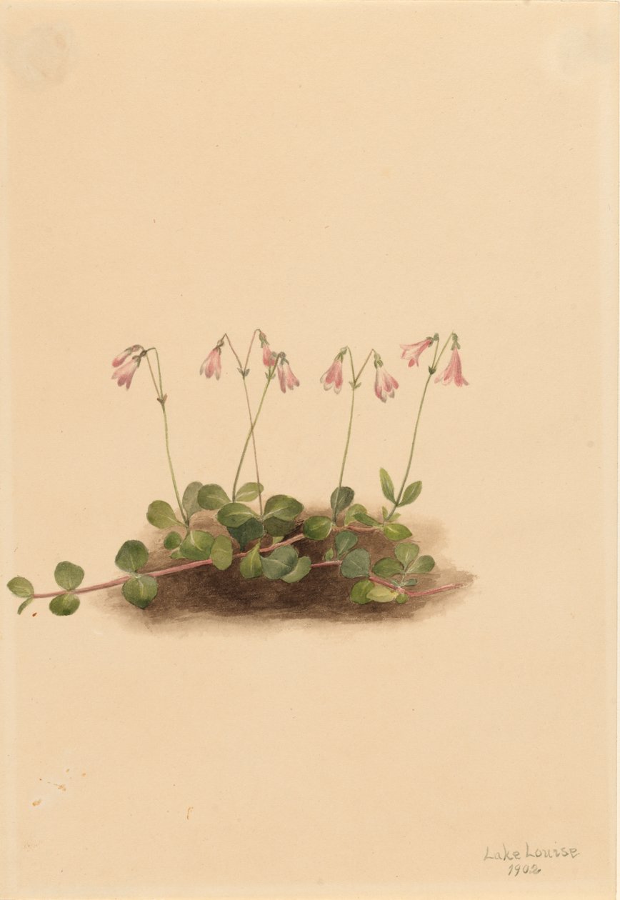 Linnaea borealis americana, 1902 da Mary Vaux Walcott