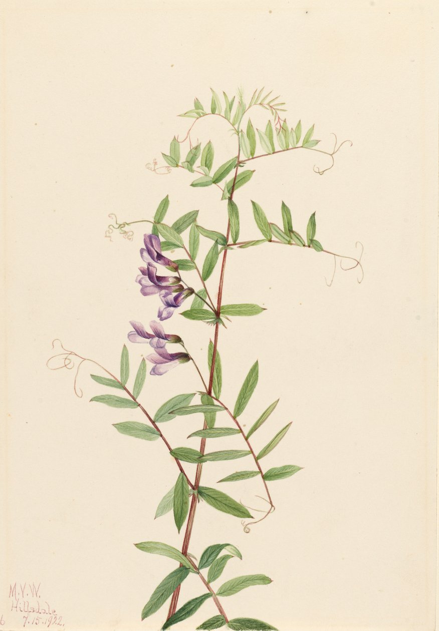 Veccia americana Vicia americana, 1922 da Mary Vaux Walcott