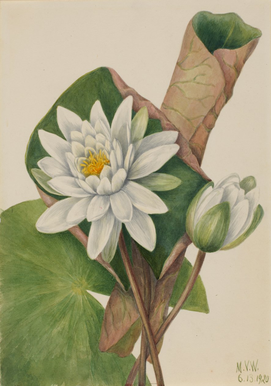 Ninfea Americana Castalia odorata, 1920 da Mary Vaux Walcott