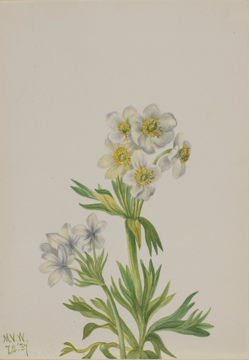Anemone (Anemone zephyra) da Mary Vaux Walcott