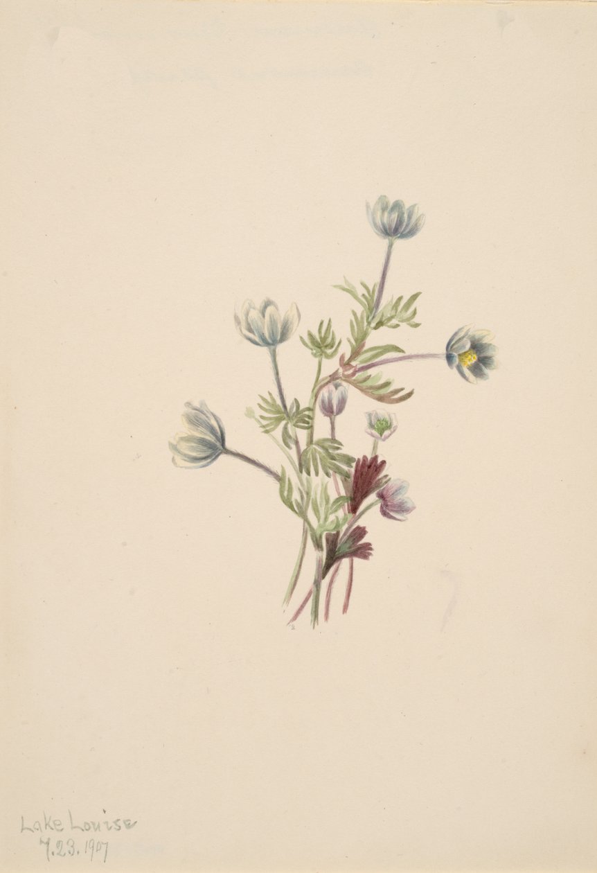 Anemone Anemone drummondii, 1907 da Mary Vaux Walcott