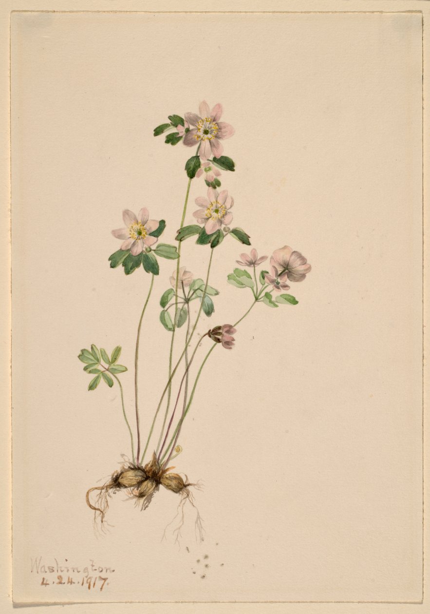Anemonella (Syndesmon thalictroides) da Mary Vaux Walcott