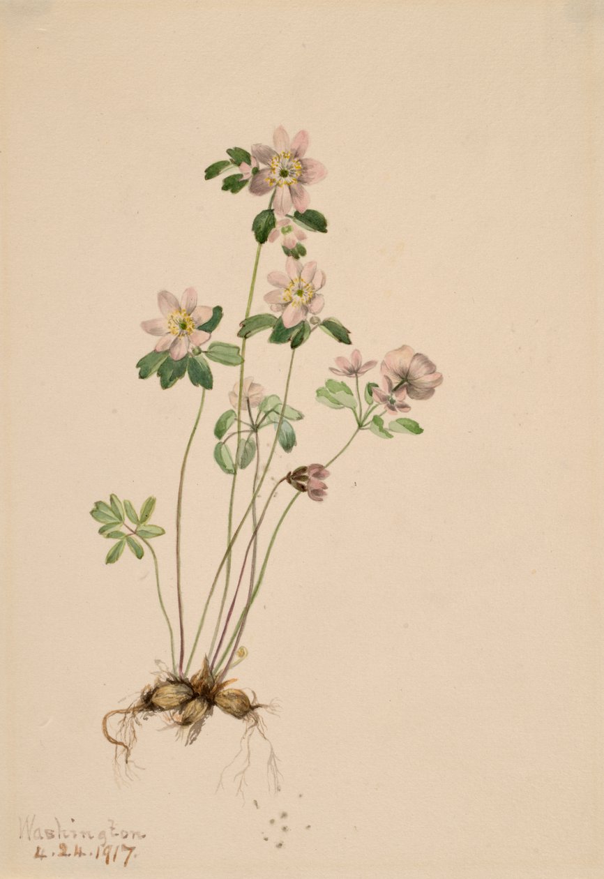 Anemonella Syndesmon thalictroides, 1917 da Mary Vaux Walcott