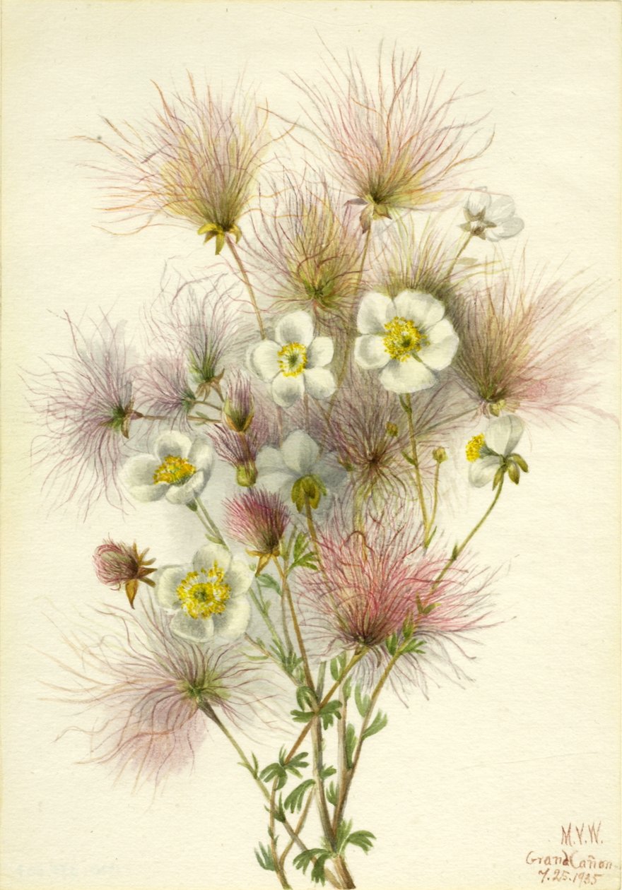 Apache Plume Fallugia paradoxa, 1935 da Mary Vaux Walcott