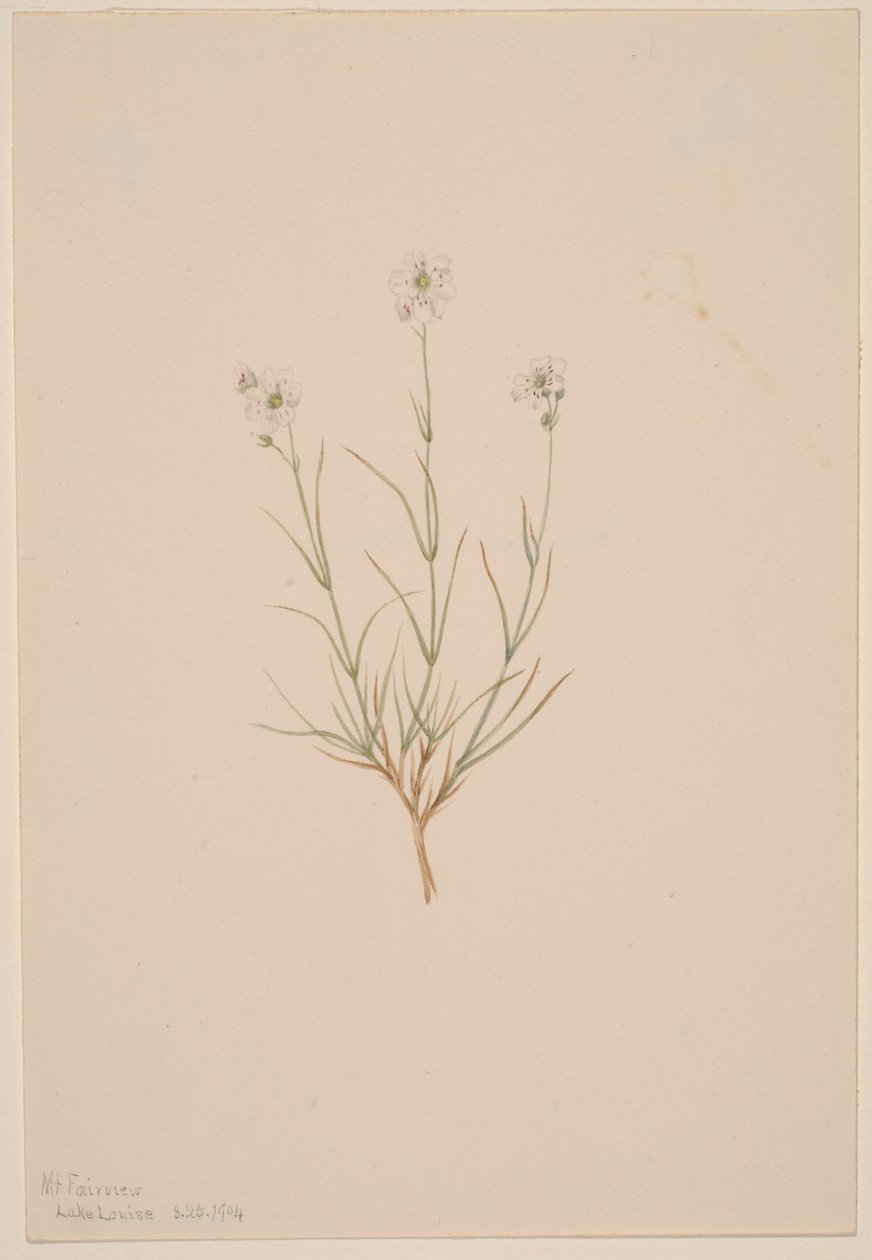 Arenaria formosa da Mary Vaux Walcott
