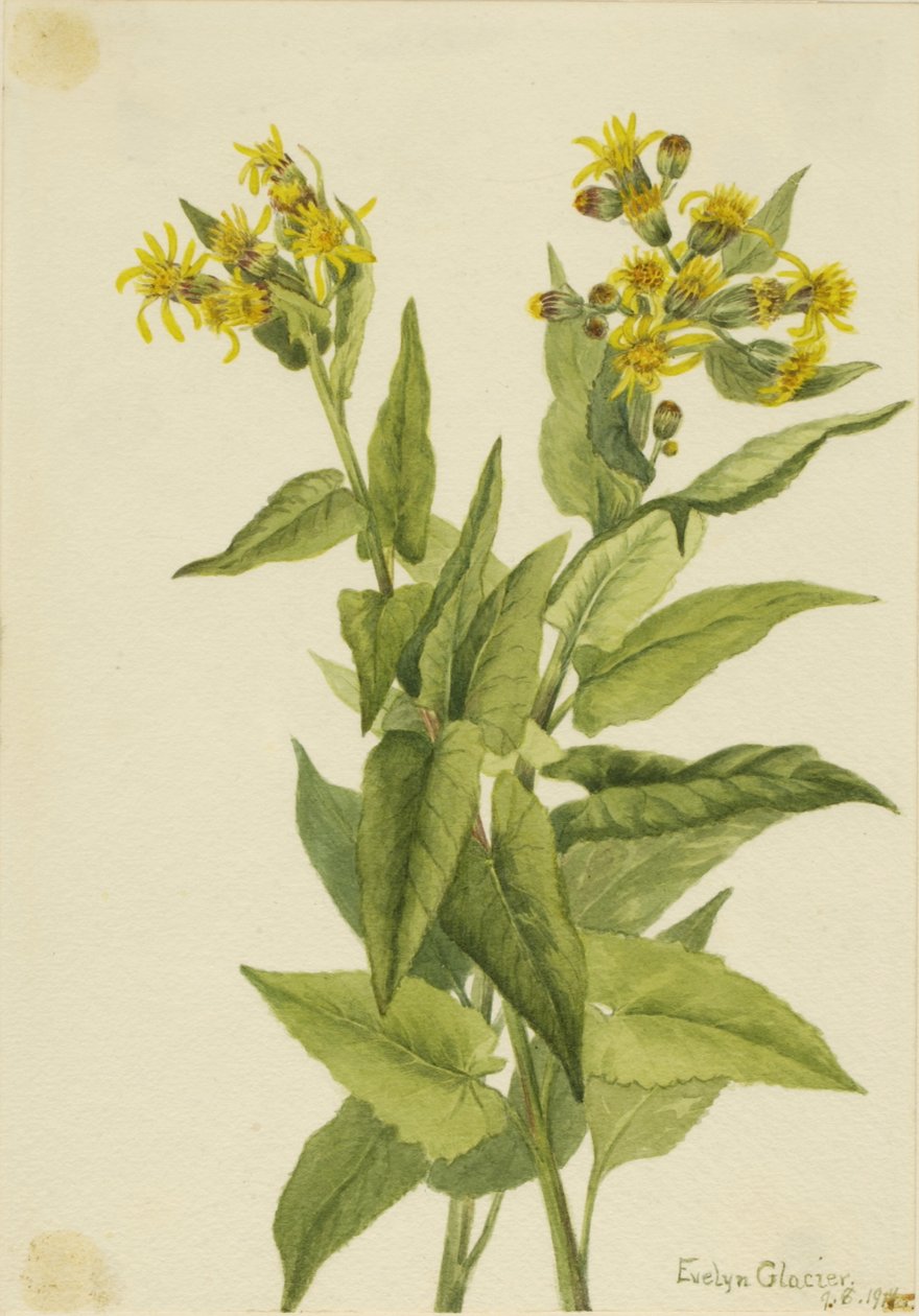Senecia triangolare (Senecia triangularis) da Mary Vaux Walcott