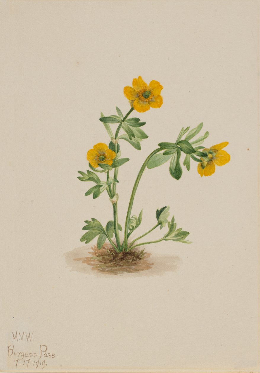 Ranuncolo delle Valanghe Ranunculus suksdorfii, 1919 da Mary Vaux Walcott