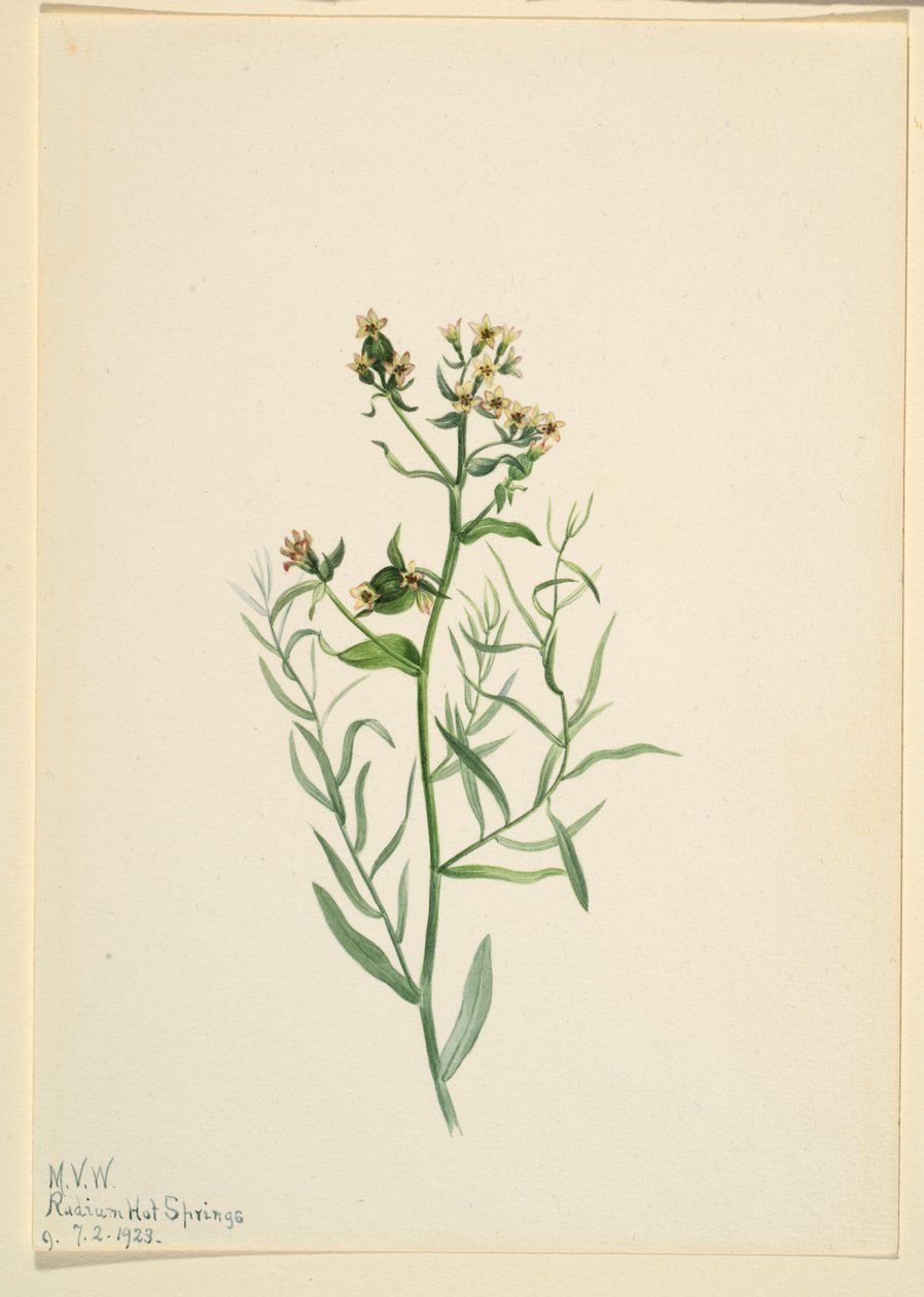 Rospo bastardo (Comandra pallida) da Mary Vaux Walcott