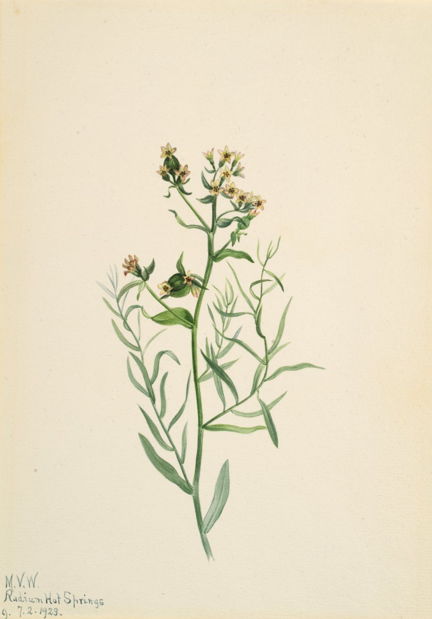 Comandra pallida, 1923 da Mary Vaux Walcott