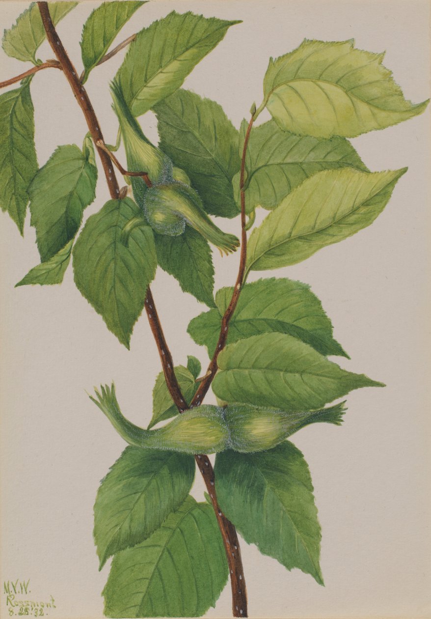 Nocciola becca (Corylus rostrata) da Mary Vaux Walcott