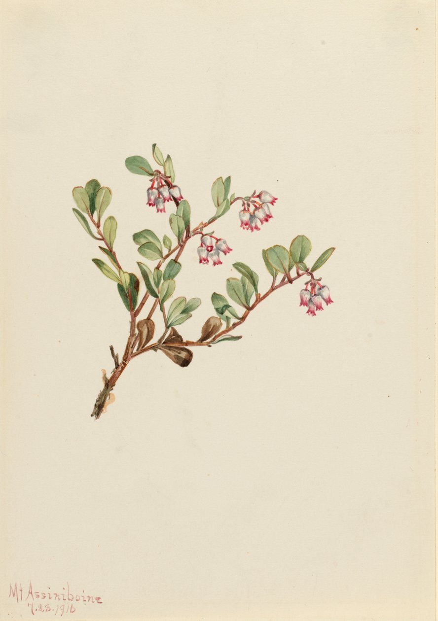 Uva ursina, 1916 da Mary Vaux Walcott
