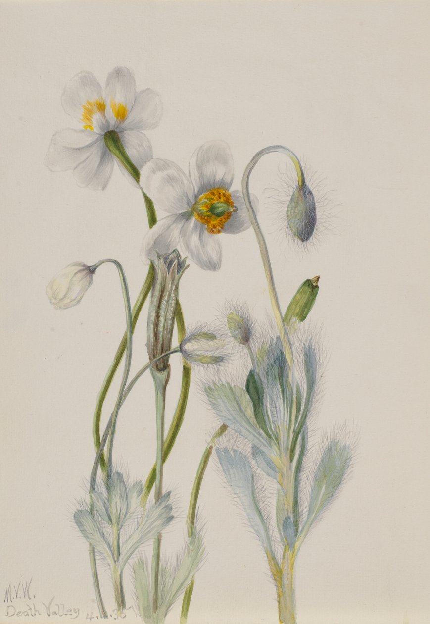 Papavero dell