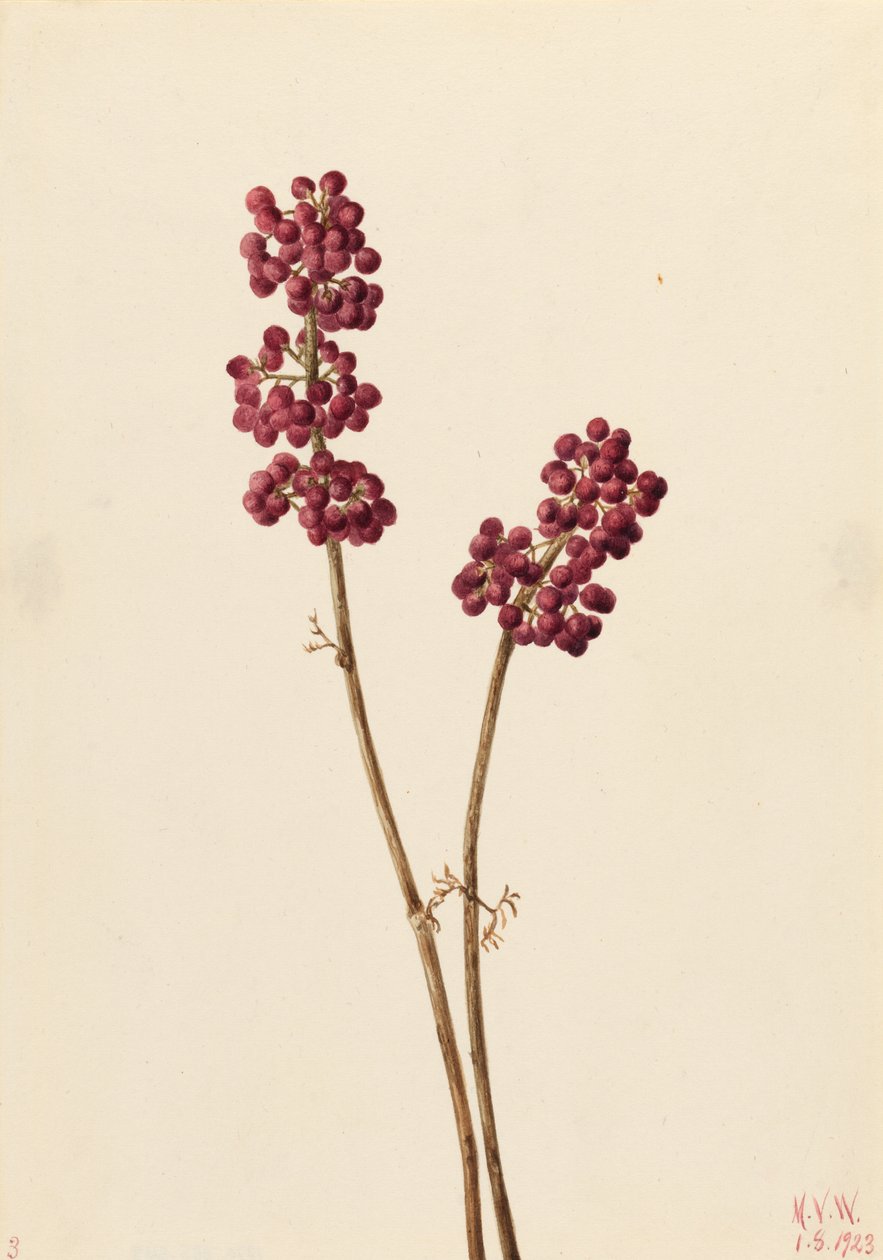 Bacca di bellezza (Callicarpa americana) da Mary Vaux Walcott