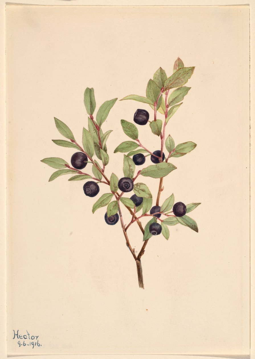 Mirtillo nero (Vaccinium membranaceum) da Mary Vaux Walcott