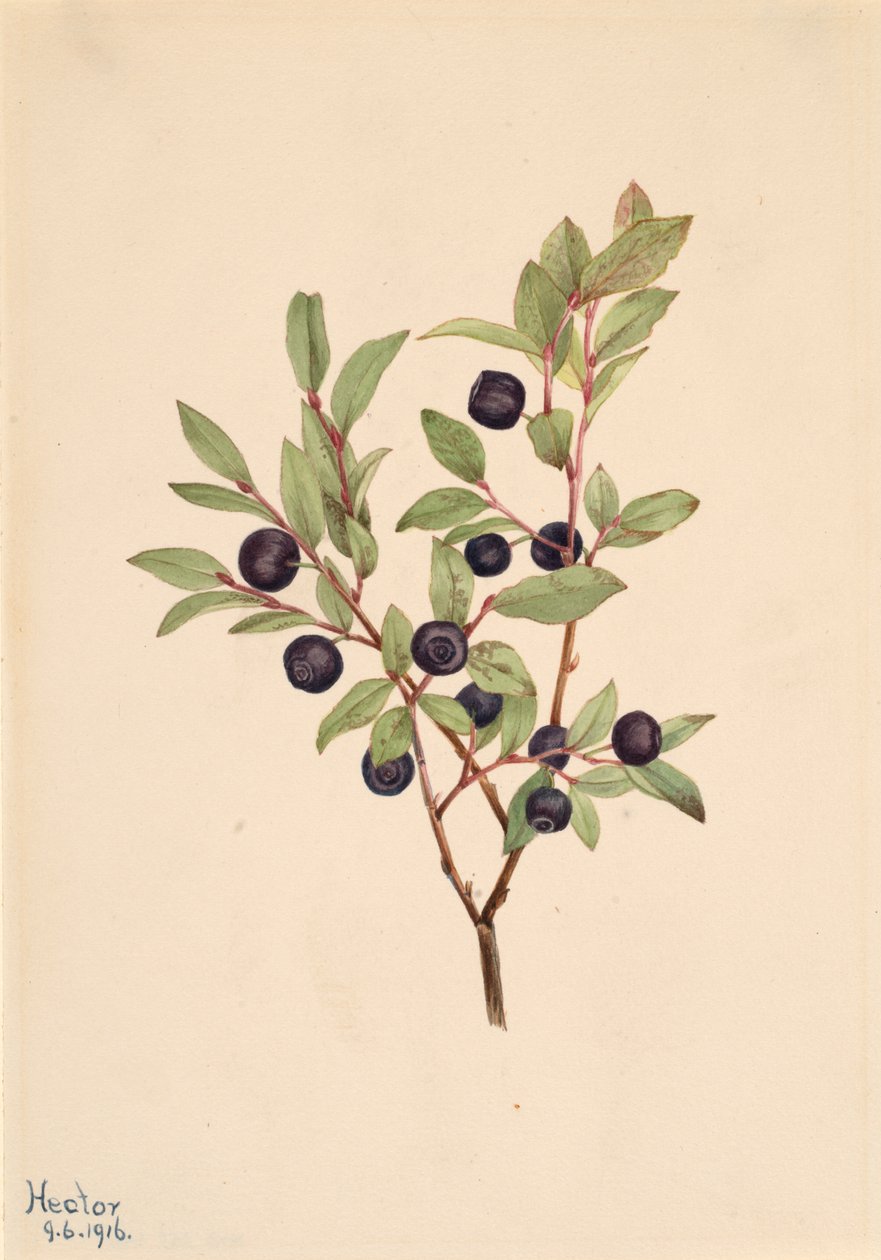 Mirtillo Grande Vaccinium membranaceum, 1916 da Mary Vaux Walcott