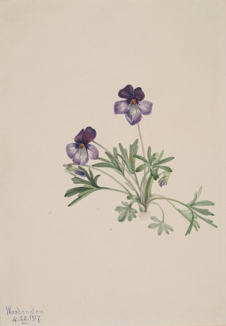 Viola pedata, 1917 da Mary Vaux Walcott