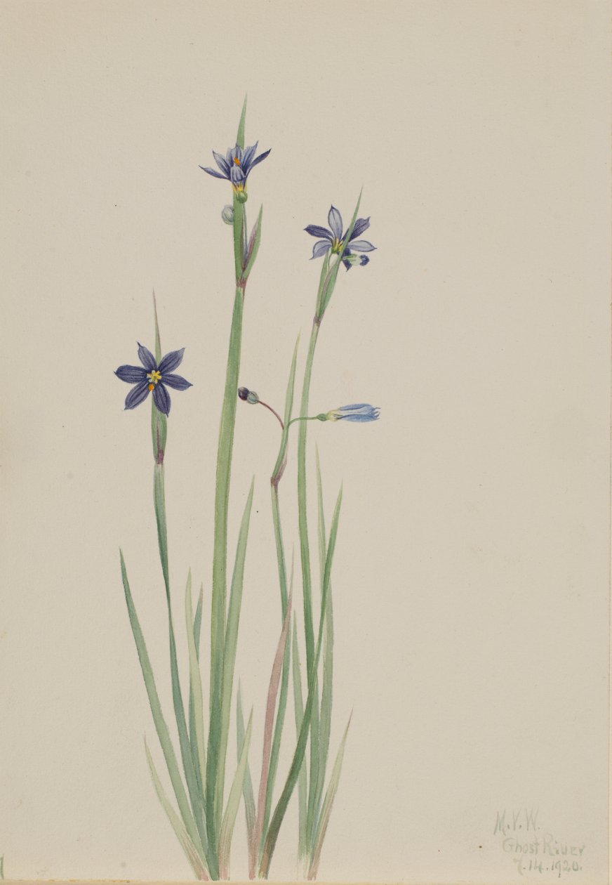 Erba azzurra (Sisyrinchium angustifolium) da Mary Vaux Walcott