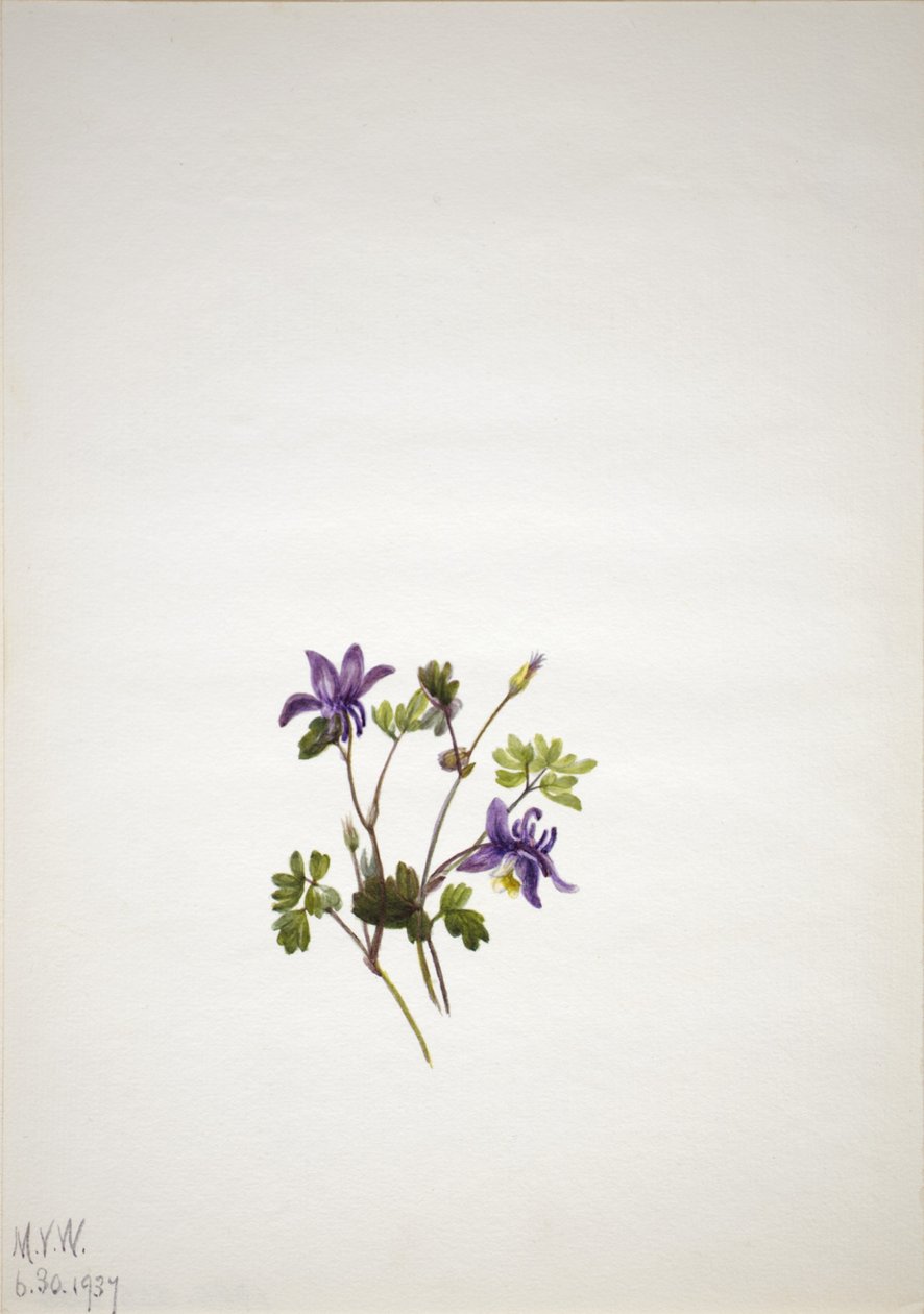 Aquilegia blu (Aquilegia saximontana) da Mary Vaux Walcott