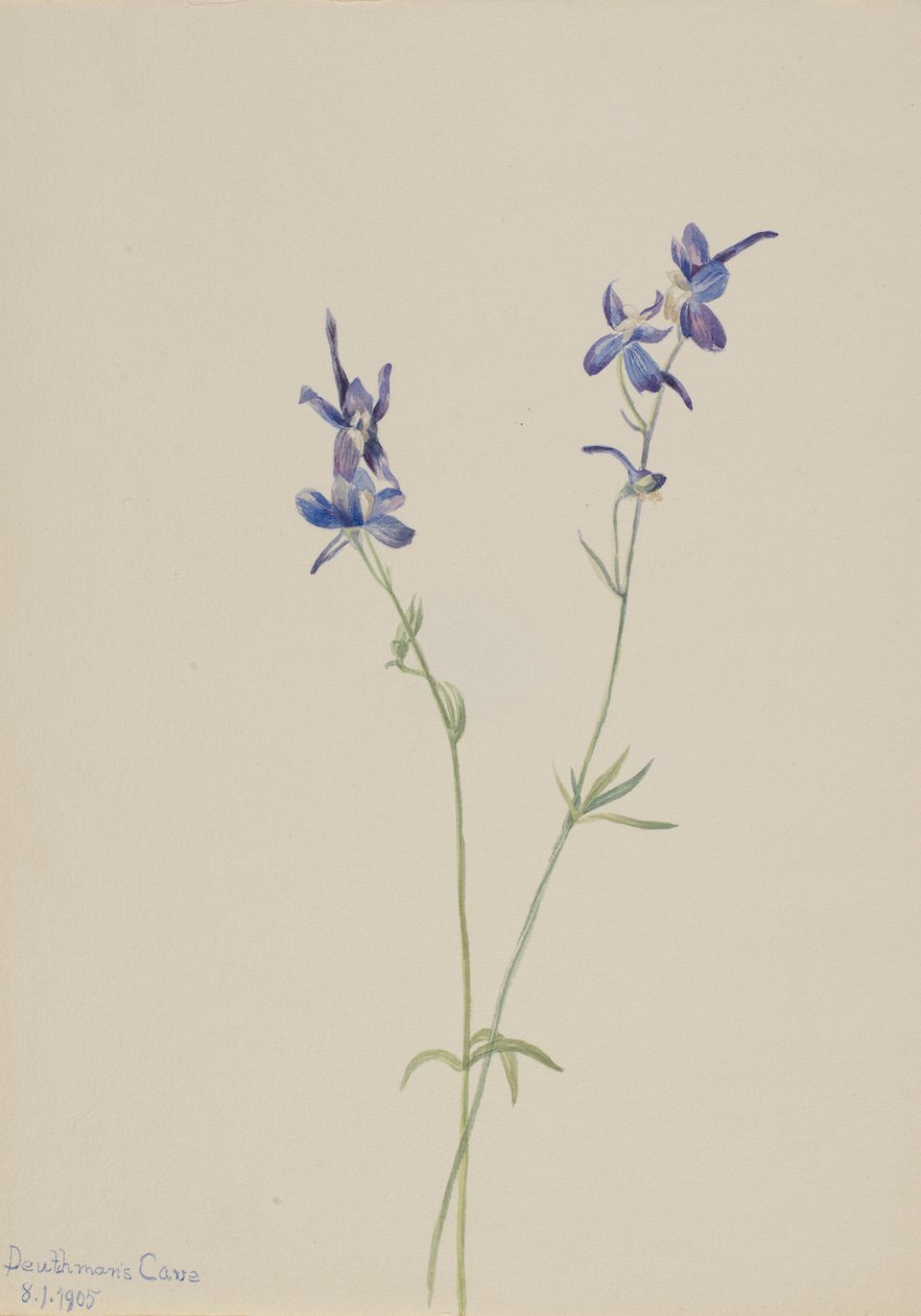 Larkspur blu (Delphinium nuttallianum) da Mary Vaux Walcott