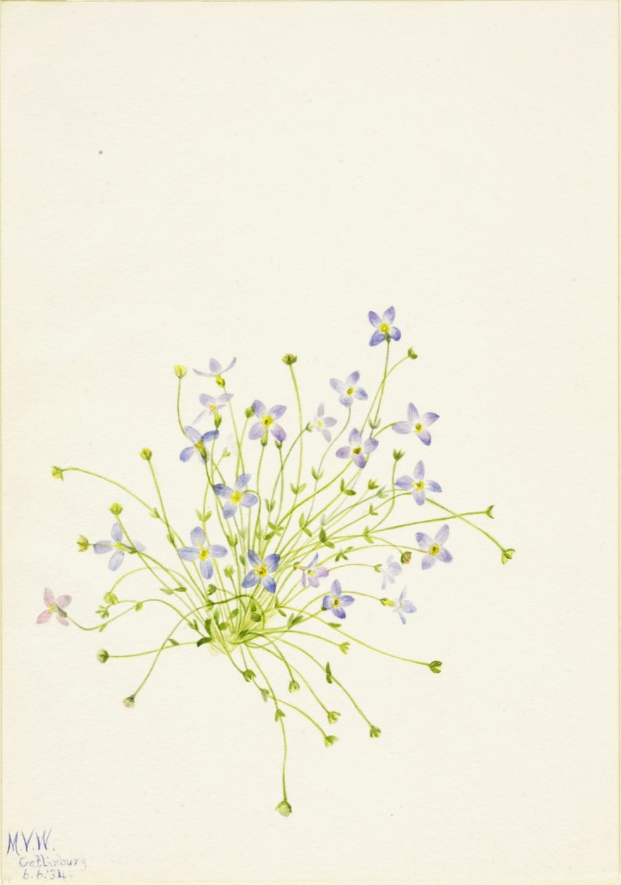 Bluet (Houstonia serpyllifolia) da Mary Vaux Walcott