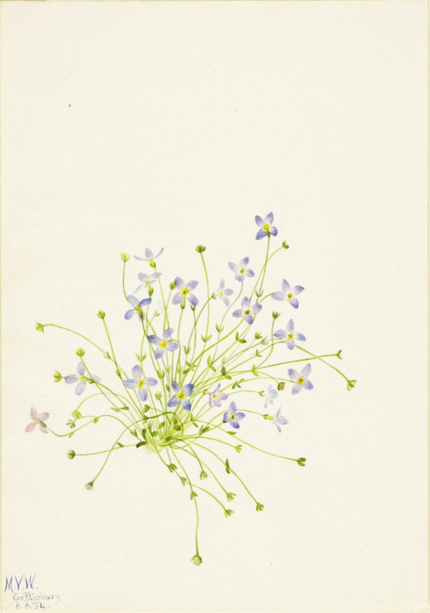 Bluets Houstonia serpyllifolia, 1934 da Mary Vaux Walcott