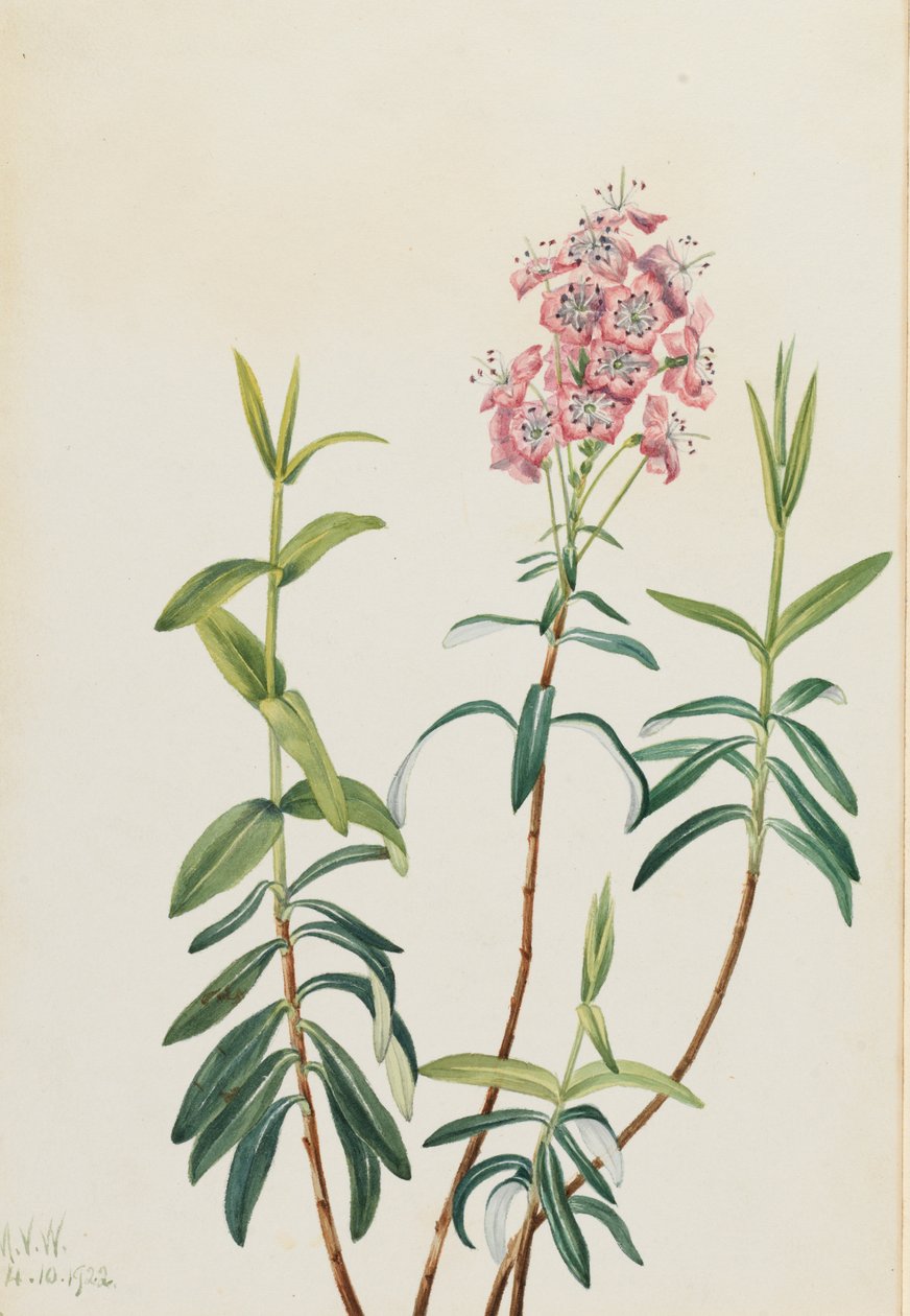 Bog Kalmia Kalmia polifolia, 1922 da Mary Vaux Walcott