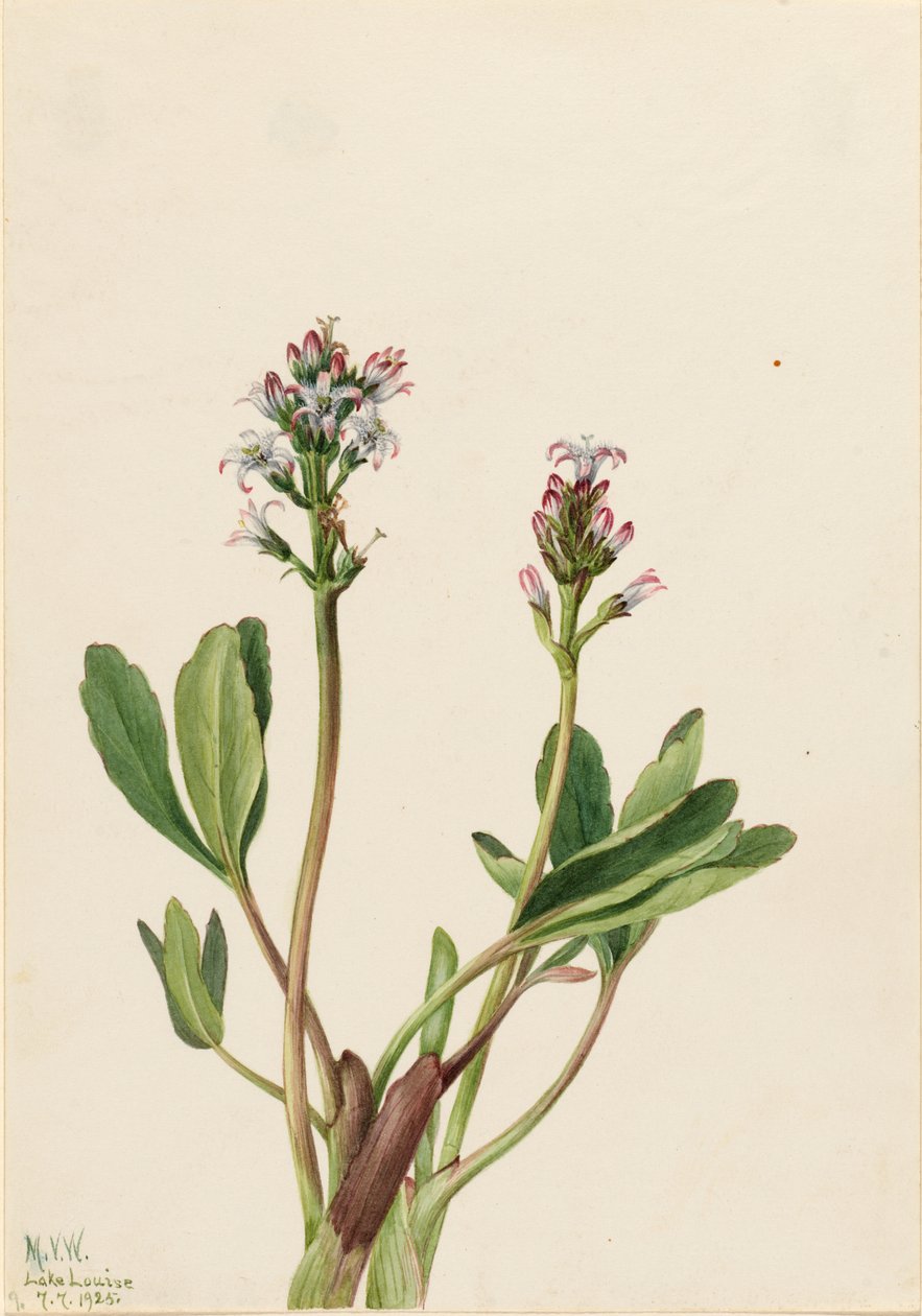 Fagiolo di palude (Menyanthes trifoliata) da Mary Vaux Walcott