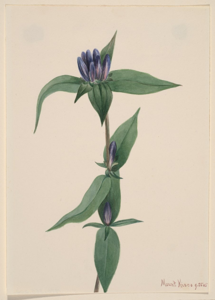 Bottle Gentian (Gentiana saponaria) da Mary Vaux Walcott