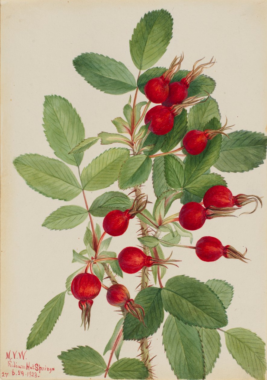 Bocciolo di rosa (Rosa bourgeauiana) da Mary Vaux Walcott