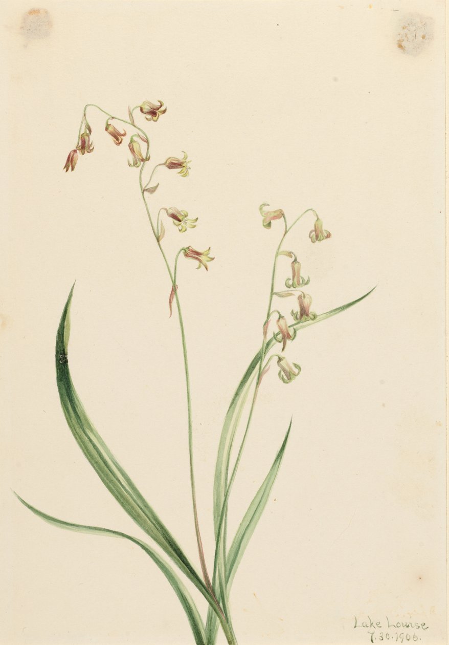 Campanule (Stenanthium occidentale) da Mary Vaux Walcott