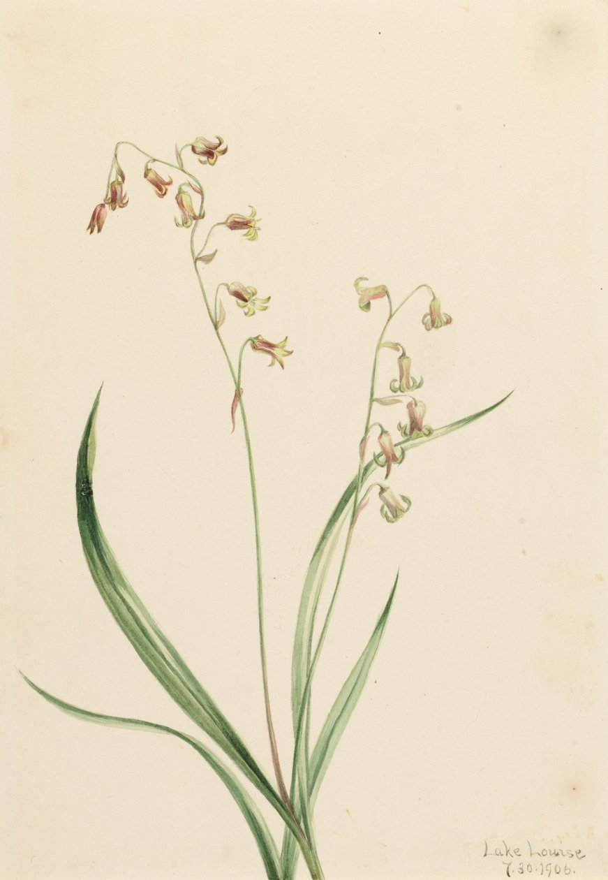 Bronzebells Stenanthium occidentale, 1906 da Mary Vaux Walcott