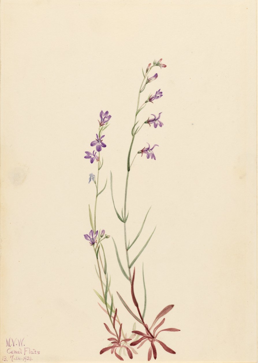 Lobelia di ruscello (Lobelia kalmii) da Mary Vaux Walcott