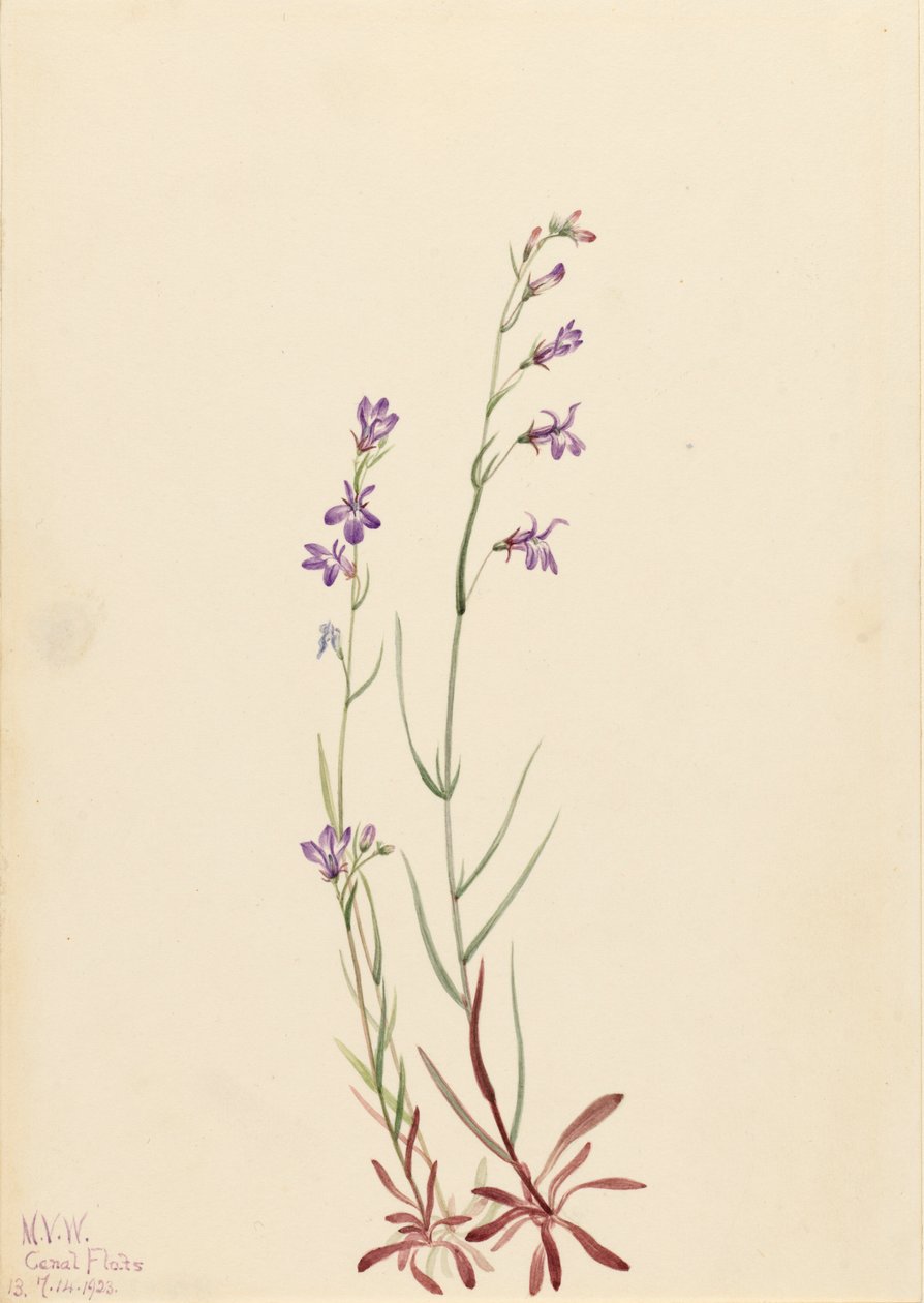 Lobelia di Brook da Mary Vaux Walcott