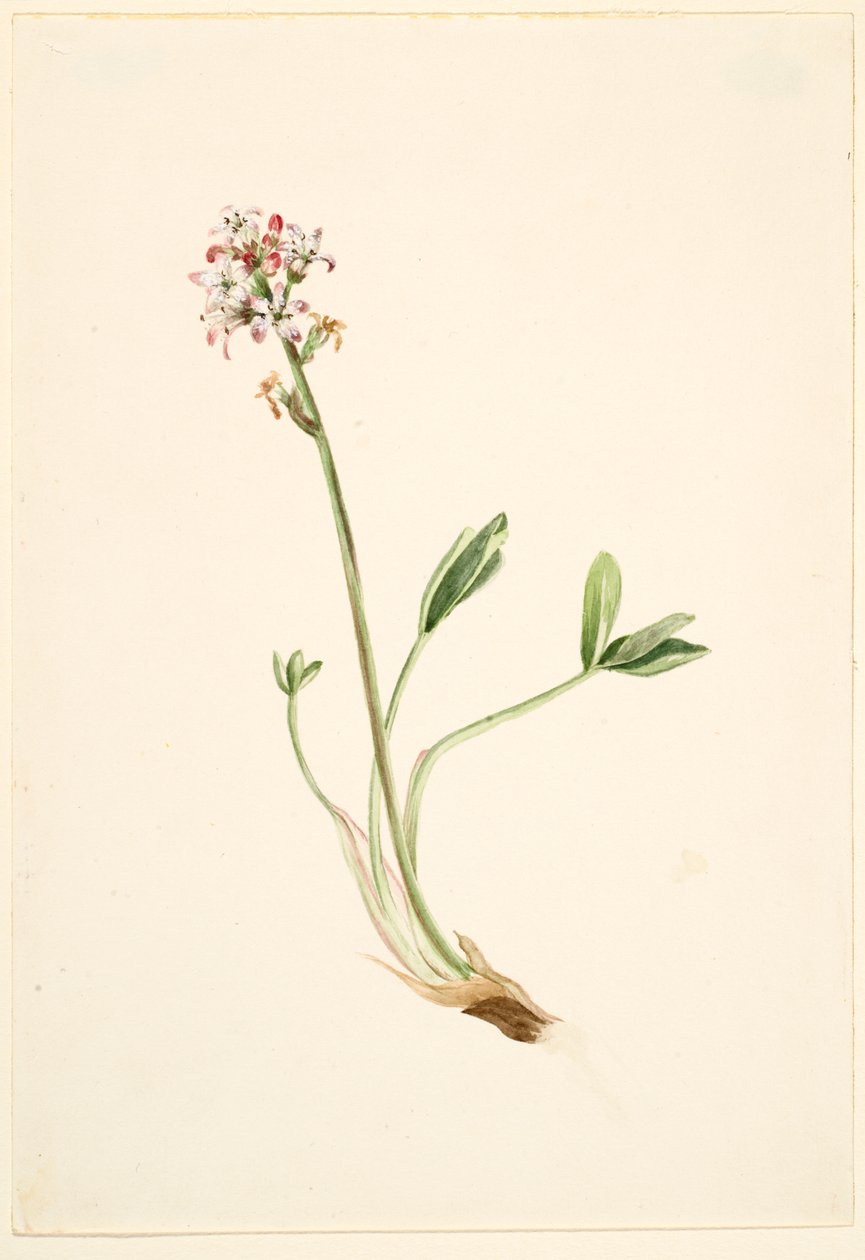 Fagiolo di monte (Menyanthes trifoliata) da Mary Vaux Walcott