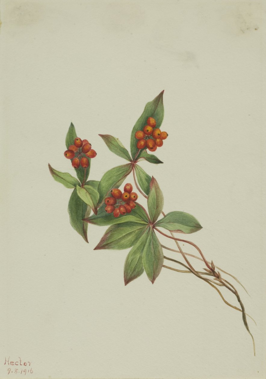 Cornus canadensis da Mary Vaux Walcott