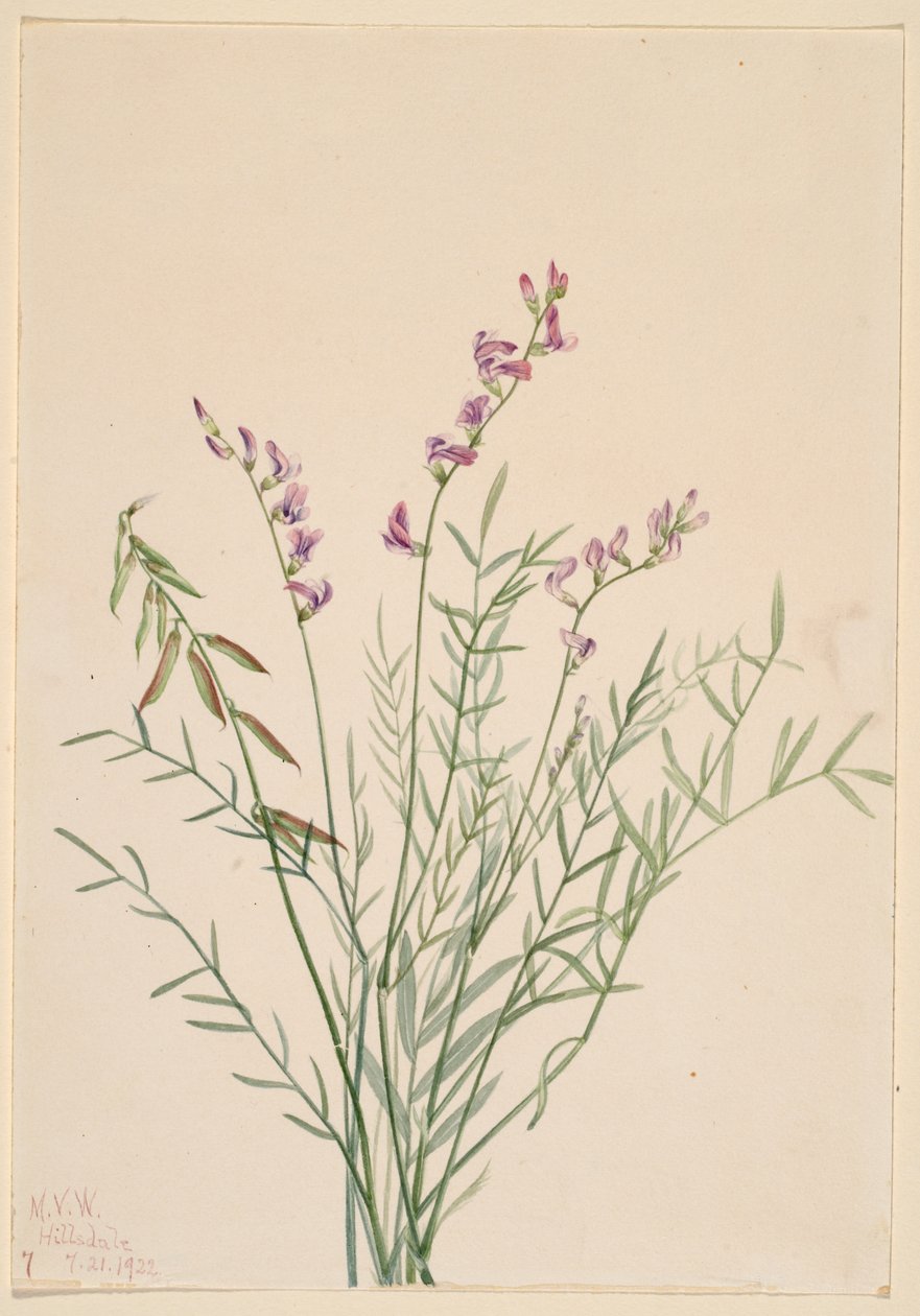 Lattice di Burgess (Astragalus bourgovii) da Mary Vaux Walcott
