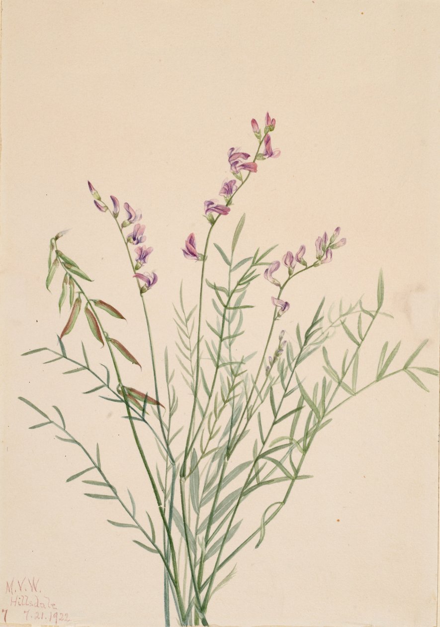 Astragalo di Burgess Astragalus bourgovii, 1922 da Mary Vaux Walcott